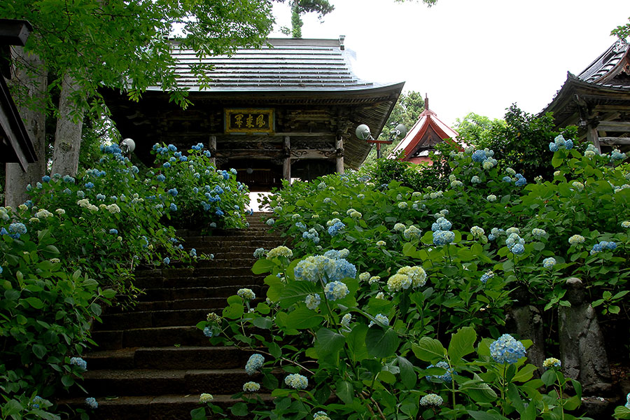 あじさい寺 高源院