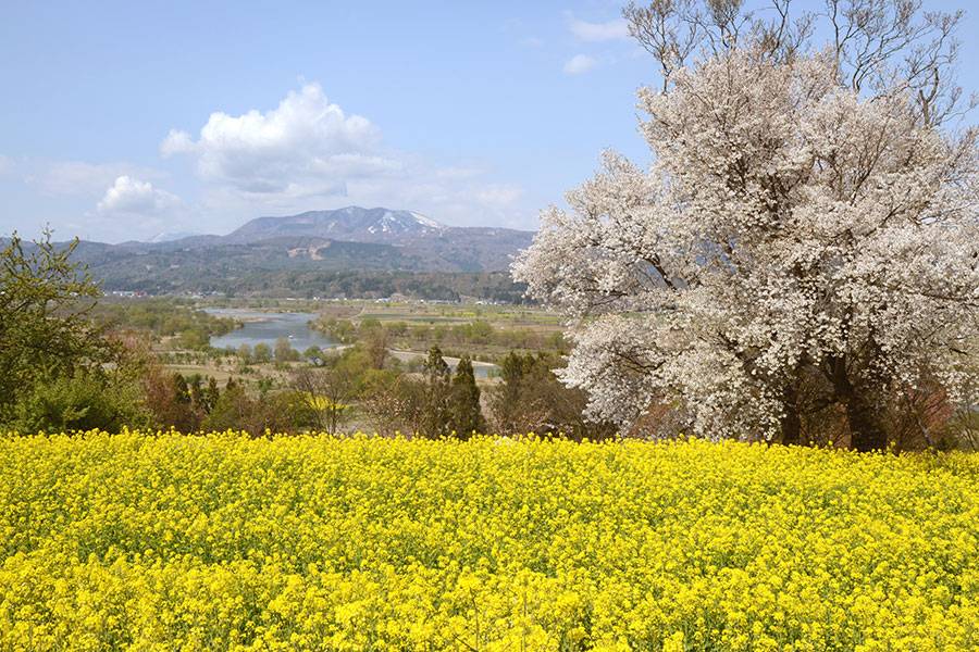 千曲川周遊 菜の花公園ルート 信越自然郷サイクリングサイト