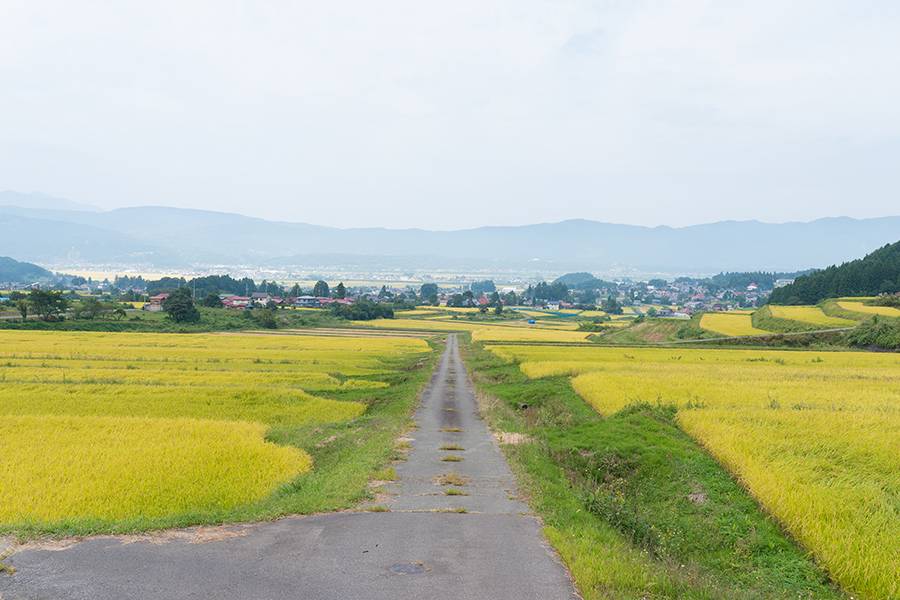 部谷沢 棚田