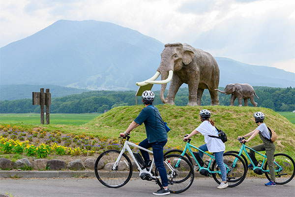 Naumann elephants