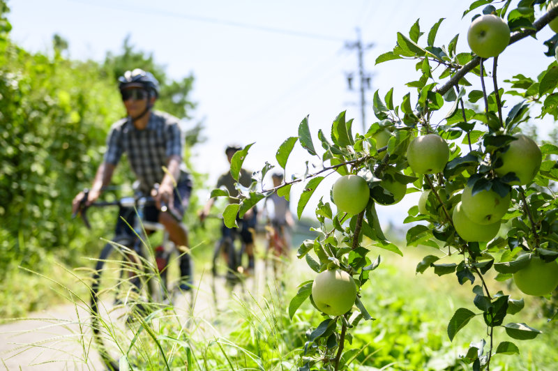 リンゴを中心とした果樹園が広がる街道沿い