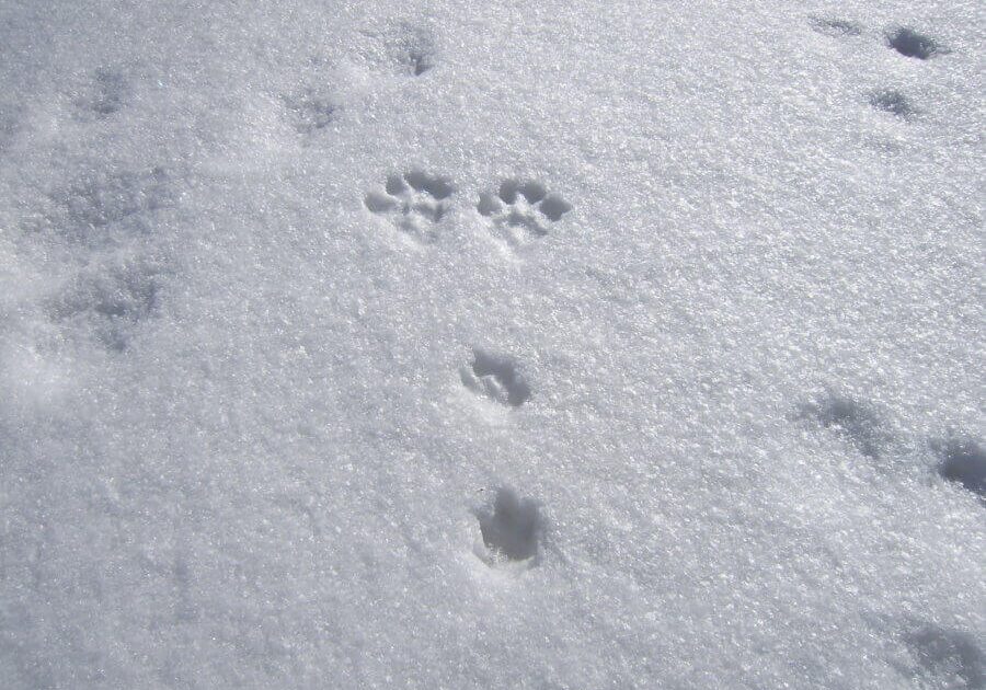 A Mori no Ie Classic! Beech Forest and Large Snow Field Snowshoe Tour