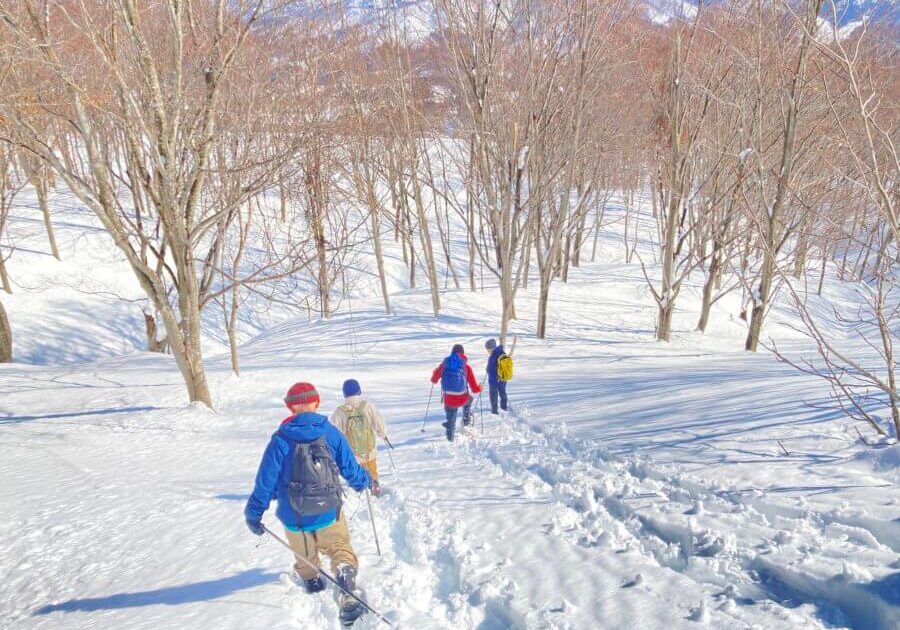 Habiroyama Beech Beauty Forest Snowshoeing